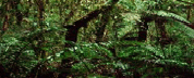 Kuatoh